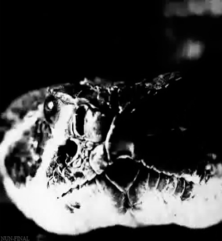 蟒蛇 伸舌头 黑白 恐怖