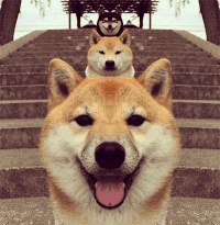 汪星人 排队 坐着 摇晃