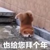 萌宠 汪星人 也给您拜个年 开心 呆萌 可爱