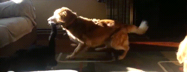 猫咪 狗狗 赛跑 跳跃 沙发 搞笑