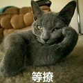 等撩  猫咪   搞笑   斗图