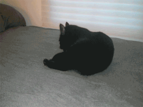 小猫 黑色 可爱 毛茸茸