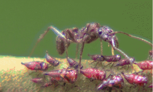 昆虫 模仿大师：哥斯达黎加昆虫 纪录片 蚂蚁 食肉昆虫