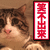 笑不出来 猫 伤心