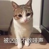 萌宠 喵星人 被凶的不敢吱声 害怕 呆萌 可爱