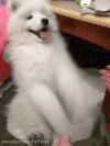 狗 拍手 玩耍 萌萌哒 dog