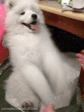 狗 拍手 玩耍 萌萌哒 dog