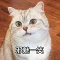 猫咪 可爱 呆萌 斗图 邪魅一笑