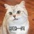 猫咪 可爱 呆萌 斗图 邪魅一笑