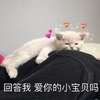 萌宠 猫星人 回答我 爱你的小宝贝吗 呆萌 可爱