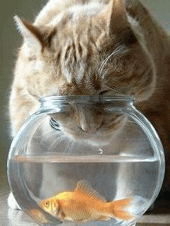 萌宠  猫咪  金鱼  鱼缸  卡住