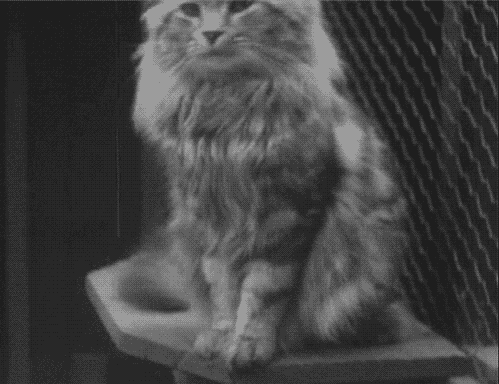 猫咪 坐着 毛茸茸的 可爱