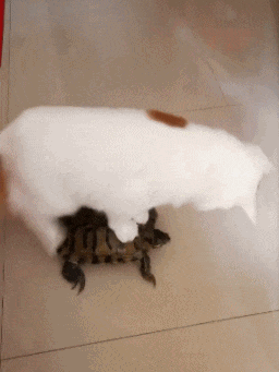 萌宠 猫咪 坐在乌龟上面 搞笑