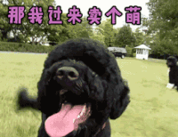卖萌  那我过来卖个萌 狗