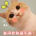 萌宠 猫咪 搞笑 萌萌哒