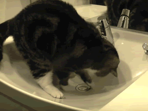 动物 猫咪 盆池 玩耍