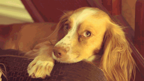 狗狗 大耳朵 翻白眼 趴在沙发上