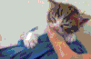 喵星人 搞笑 萌宠 猫咪