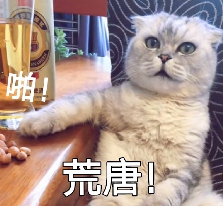 萌宠 喵星人 猫咪 饭圈 迷妹