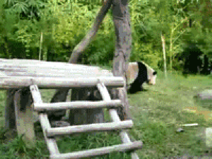 熊猫 滚动 搞笑 呆萌