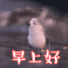 小鸟 可爱 早上好 搞笑 早