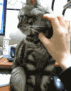 喵星人 搞笑 猫咪 萌宠 猫