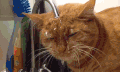 猫 喵星人 宠物 萌 可爱