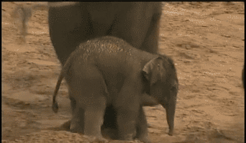大象 宝贝 踢 嬉戏