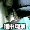 萌宠 喵星人 暗中观察 偷偷看着 可爱 机灵