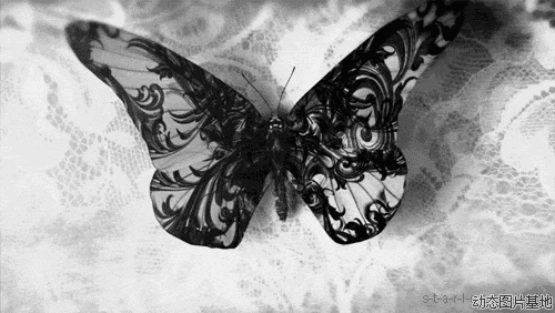 梦幻 黑白 动物 唯美 蝴蝶