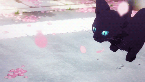 猫咪 黑色 奔跑 可爱