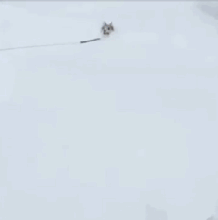 雪地  狗狗 冬天 大雪