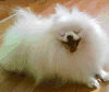 博美犬