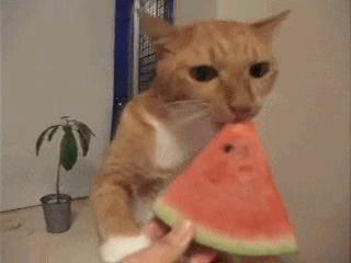 猫咪 萌宠 吃西瓜 喜欢吃