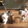 猫咪 狗狗 玩耍 可爱