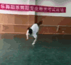 跳舞 杂技 美女 搞笑