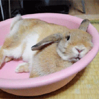 兔子 水盆 可爱 搞笑