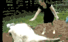 奶牛 cow 踢 暴力
