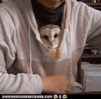 猫头鹰 owl