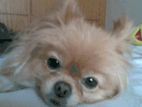 狗狗 萌宠 眨眼 魔性