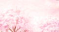 唯美意境 风景 树木 樱花