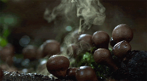 大自然 蘑菇 烟雾 神奇