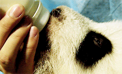 熊猫 幼兽 奶瓶喂养 可爱
