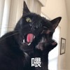 萌宠 喵星人 喂 你听到我讲话了吗 呆萌 可爱