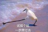 试探个屁一步跨过去 白鹤 搞笑 斗图