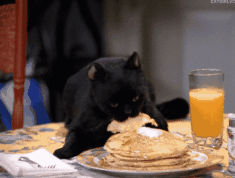 早餐 猫 pancake 煎饼 果汁