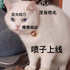 萌宠 喵星人 喷子上线 生气 呆萌 可爱