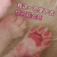 猫抓 一巴掌 你可能会死