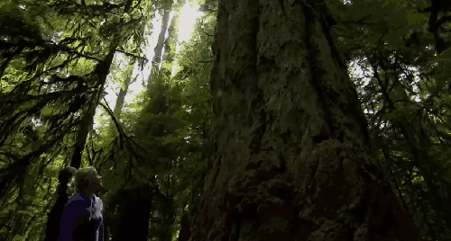 加拿大不列颠哥伦比亚省风光 旅游 树木 森林 纪录片 阳光