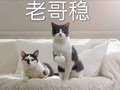 猫咪 沙发 点赞 老哥稳